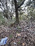  ( - FDS-CA-08194)  @11 [ ] by-nc (2025) Damon Tighe Fungal Diversity Survey