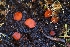  ( - FDS-CA-00840)  @11 [ ] by-nc (2024) Warren Cardimona Fungal Diversity Survey