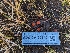  ( - FDS-CA-00840)  @11 [ ] by-nc (2024) Warren Cardimona Fungal Diversity Survey