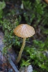  ( - FDS-CA-00880)  @11 [ ] by-nc (2024) Warren Cardimona Fungal Diversity Survey