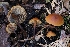  ( - FDS-CA-00879)  @11 [ ] by-nc (2024) Warren Cardimona Fungal Diversity Survey