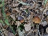  ( - FDS-CA-00879)  @11 [ ] by-nc (2024) Warren Cardimona Fungal Diversity Survey