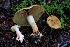  (Calonarius luteicolor - FDS-CA-09018)  @11 [ ] by-nc (2024) Warren Cardimona Fungal Diversity Survey