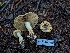  ( - FDS-CA-09018)  @11 [ ] by-nc (2024) Warren Cardimona Fungal Diversity Survey