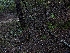  ( - FDS-CA-09018)  @11 [ ] by-nc (2024) Warren Cardimona Fungal Diversity Survey