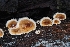  ( - FDS-CA-06305)  @11 [ ] by-nc (2024) Warren Cardimona Fungal Diversity Survey