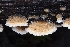  ( - FDS-CA-06305)  @11 [ ] by-nc (2024) Warren Cardimona Fungal Diversity Survey