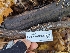  ( - FDS-CA-06305)  @11 [ ] by-nc (2024) Warren Cardimona Fungal Diversity Survey