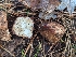  ( - FDS-CA-06308)  @11 [ ] by-nc (2024) Warren Cardimona Fungal Diversity Survey