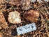  ( - FDS-CA-06308)  @11 [ ] by-nc (2024) Warren Cardimona Fungal Diversity Survey