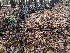  ( - FDS-CA-06309)  @11 [ ] by-nc (2024) Warren Cardimona Fungal Diversity Survey