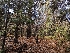 ( - FDS-CA-06309)  @11 [ ] by-nc (2024) Warren Cardimona Fungal Diversity Survey