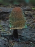 (Gymnopilus oregonensis - FDS-CA-06320)  @11 [ ] by-nc (2024) Warren Cardimona Fungal Diversity Survey