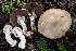  ( - FDS-CA-08467)  @11 [ ] by-nc (2025) Dean Lyons Fungal Diversity Survey