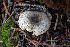  ( - FDS-CA-08465)  @11 [ ] by-nc (2025) Dean Lyons Fungal Diversity Survey