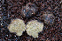  ( - FDS-CA-08417)  @11 [ ] by-nc (2025) Dean Lyons Fungal Diversity Survey