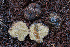  ( - FDS-CA-08417)  @11 [ ] by-nc (2025) Dean Lyons Fungal Diversity Survey