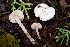  (Entoloma sp. CA20 - FDS-CA-08422)  @11 [ ] by-nc (2025) Dean Lyons Fungal Diversity Survey