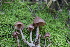 ( - FDS-CA-08725)  @11 [ ] c (2025) Marinna Grijalva Fungal Diversity Survey