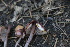  ( - FDS-CA-08725)  @11 [ ] c (2025) Marinna Grijalva Fungal Diversity Survey