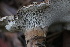  (Hydnellum illudens - FDS-CA-08729)  @11 [ ] c (2025) Marinna Grijalva Fungal Diversity Survey