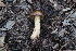  ( - FDS-CA-08730)  @11 [ ] c (2025) Marinna Grijalva Fungal Diversity Survey