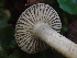  ( - FDS-CA-08204)  @11 [ ] by-nc (2025) Damon Tighe Fungal Diversity Survey