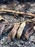  ( - FDS-CA-08207)  @11 [ ] by-nc (2025) Damon Tighe Fungal Diversity Survey