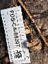  ( - FDS-CA-08207)  @11 [ ] by-nc (2025) Damon Tighe Fungal Diversity Survey