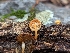  ( - HAY-F-001993)  @11 [ ] Unspecified (default): All Rights Reserved (2023) Stu Pickell FunDiS