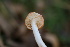  (Hygrophorus sp. CA08 - FDS-CA-08735)  @11 [ ] c (2025) Marinna Grijalva Fungal Diversity Survey