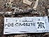  ( - FDS-CA-08218)  @11 [ ] by-nc (2025) Damon Tighe Fungal Diversity Survey