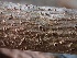  ( - FDS-CA-08218)  @11 [ ] by-nc (2025) Damon Tighe Fungal Diversity Survey