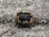  (Diaporthe australafricana - FDS-CA-08218)  @11 [ ] by-nc (2025) Damon Tighe Fungal Diversity Survey