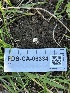  ( - FDS-CA-06334)  @11 [ ] by-nc (2025) Taye Bright Fungal Diversity Survey