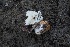  ( - FDS-CA-06334)  @11 [ ] by-nc (2025) Taye Bright Fungal Diversity Survey