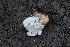  ( - FDS-CA-06334)  @11 [ ] by-nc (2025) Taye Bright Fungal Diversity Survey