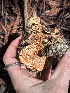 ( - FDS-CA-08226)  @11 [ ] by-nc (2025) Damon Tighe Fungal Diversity Survey