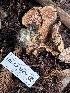  ( - FDS-CA-08226)  @11 [ ] by-nc (2025) Damon Tighe Fungal Diversity Survey