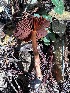  ( - FDS-CA-08228)  @11 [ ] by-nc (2025) Damon Tighe Fungal Diversity Survey
