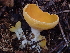  (Sowerbyella rhenana - FDS-CA-08233)  @11 [ ] by-nc (2025) Damon Tighe Fungal Diversity Survey