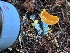 ( - FDS-CA-08233)  @11 [ ] by-nc (2025) Damon Tighe Fungal Diversity Survey