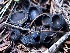  ( - FDS-CA-08235)  @11 [ ] by-nc (2025) Damon Tighe Fungal Diversity Survey