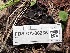  ( - FDS-CA-08235)  @11 [ ] by-nc (2025) Damon Tighe Fungal Diversity Survey