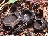  ( - FDS-CA-08235)  @11 [ ] by-nc (2025) Damon Tighe Fungal Diversity Survey
