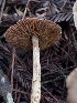  ( - FDS-CA-08236)  @11 [ ] by-nc (2025) Damon Tighe Fungal Diversity Survey