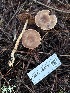  ( - FDS-CA-08236)  @11 [ ] by-nc (2025) Damon Tighe Fungal Diversity Survey