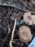  ( - FDS-CA-08236)  @11 [ ] by-nc (2025) Damon Tighe Fungal Diversity Survey