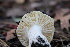  (Russula sp. CA15 - FDS-CA-08750)  @11 [ ] c (2025) Marinna Grijalva Fungal Diversity Survey