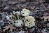  ( - FDS-CA-08750)  @11 [ ] c (2025) Marinna Grijalva Fungal Diversity Survey